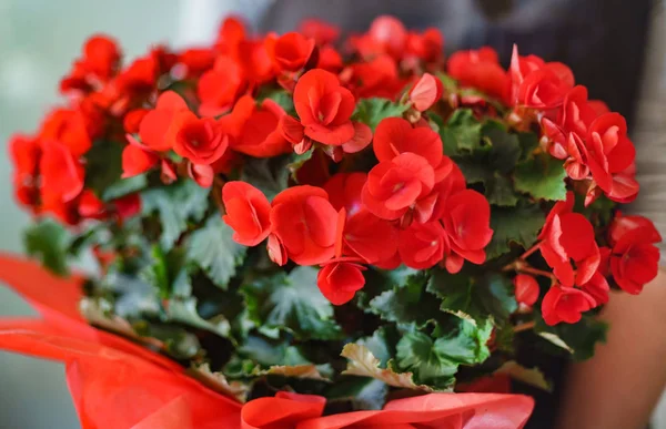 Begonia Bloemen Pot Close — Stockfoto