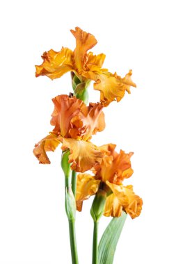 İris çiçeği beyaz arkaplanda izole edildi