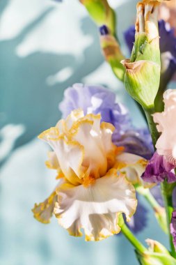 Renkli taze süsen demet, yakın çekim