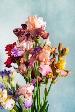 Renkli taze süsen demet, yakın çekim