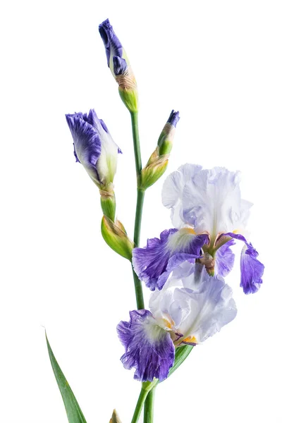 Iris Fiore Isolato Sfondo Bianco — Foto Stock