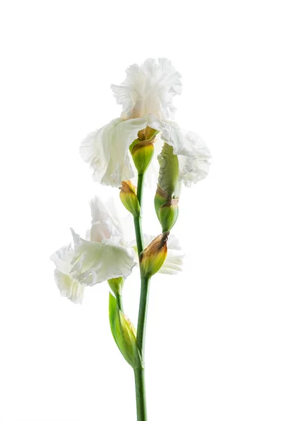 Iris Blomma Isolerad Vit Bakgrund — Stockfoto