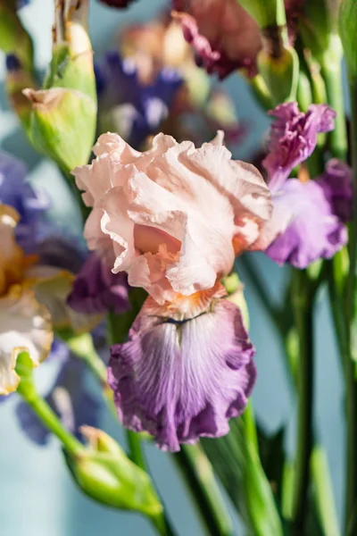 カラフルな新鮮な菖蒲の束 クローズ アップ — ストック写真