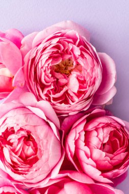 güzel taze pembe güller, yakın çekim