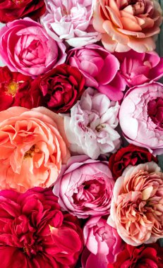 güzel taze parlak güller, yakın çekim