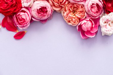 güzel taze parlak güller, yakın çekim