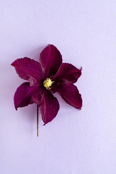 Clematis Blume Auf Violettem Hintergrund Nahaufnahme — Stockfoto