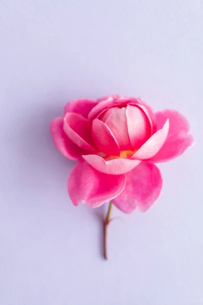 Ωραία Φρέσκα Ροζ Τριαντάφυλλο Κοντινό Πλάνο — Φωτογραφία Αρχείου