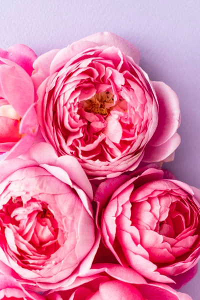 güzel taze pembe güller, yakın çekim