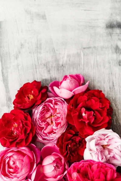 Nice Fresh Bright Roses Close — Stock Photo, Image