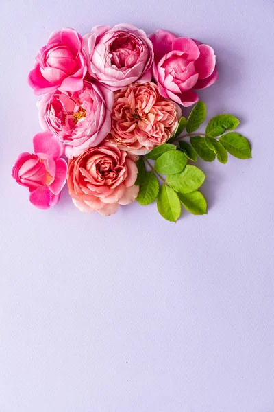 Schöne Frische Helle Rosen Aus Der Nähe — Stockfoto
