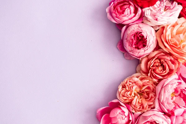 Rosas Brilhantes Frescas Agradáveis Close — Fotografia de Stock