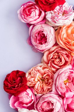 güzel pembe taze gül, yakın çekim