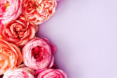 güzel pembe taze gül, yakın çekim