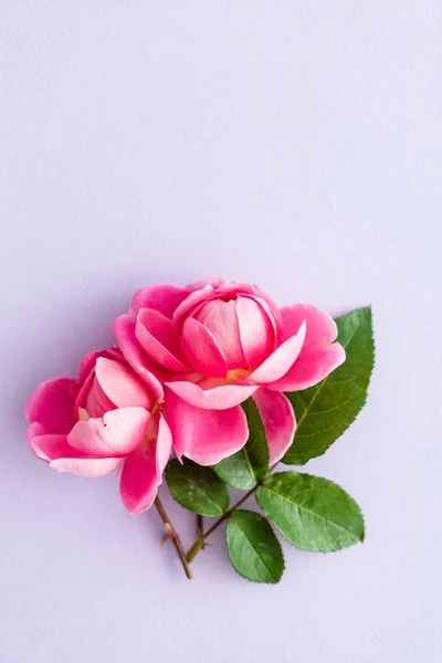 Ładne Różowe Róże Bliska — Zdjęcie stockowe