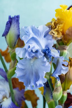 renkli süsen demet, yakın çekim