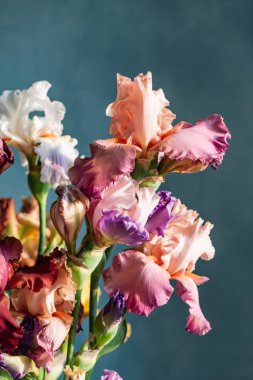 renkli süsen demet, yakın çekim