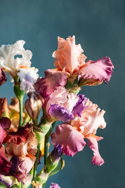 renkli süsen demet, yakın çekim