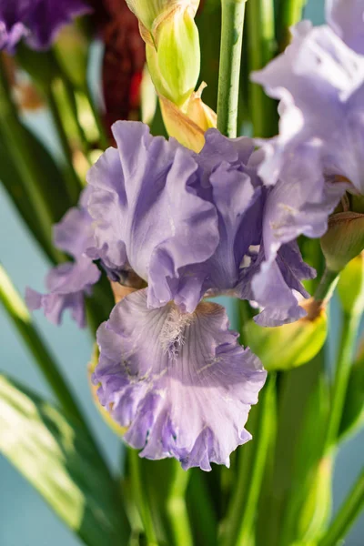 Mazzo Iris Colorati Primo Piano — Foto Stock