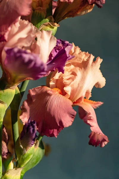 Racimo Iris Colores Cerca — Foto de Stock