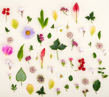 çiçek ve yaprakları yaz, yakın çekim