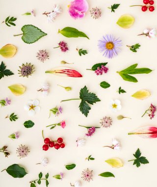 çiçek ve yaprakları yaz, yakın çekim