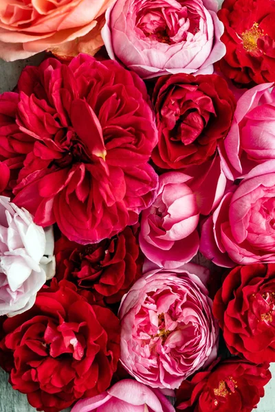 güzel pembe güller, yakın çekim