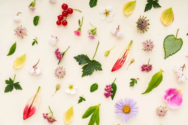 çiçek ve yaprakları yaz, yakın çekim