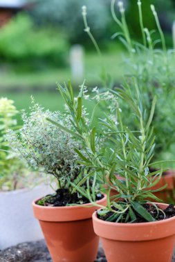 otlar tencere, yakın çekim