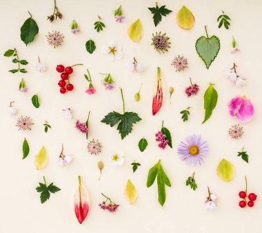 çiçek ve yaprakları yaz, yakın çekim