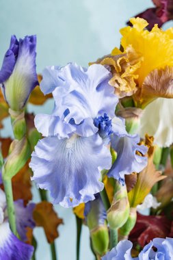 renkli süsen demet, yakın çekim