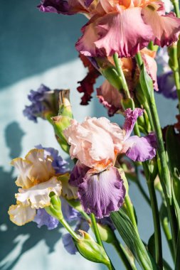 Renkli taze süsen demet, yakın çekim