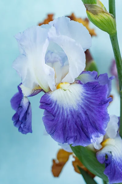 Bouquet Iris Colorés Gros Plan — Photo