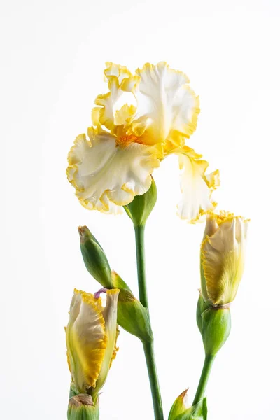 Iris Isolerad Vit Närbild — Stockfoto