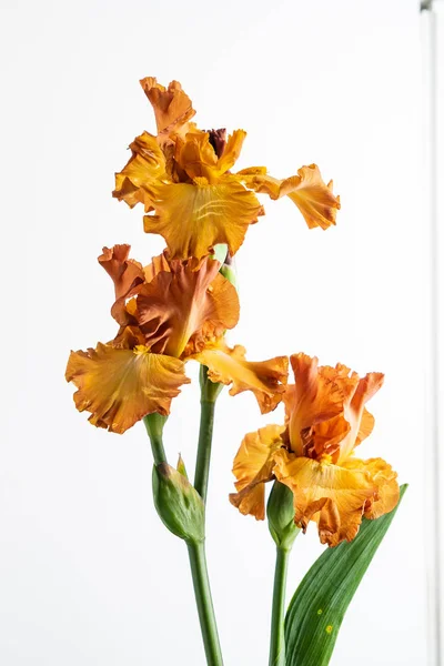 Iris Isoliert Auf Weiß Nahaufnahme — Stockfoto