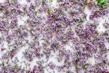 Kuru eflatun çiçekler, yakın çekim