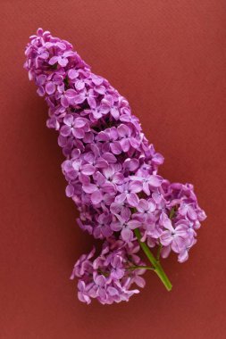 güzel leylak çiçeği, yakın