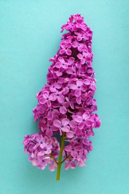 güzel leylak çiçeği, yakın