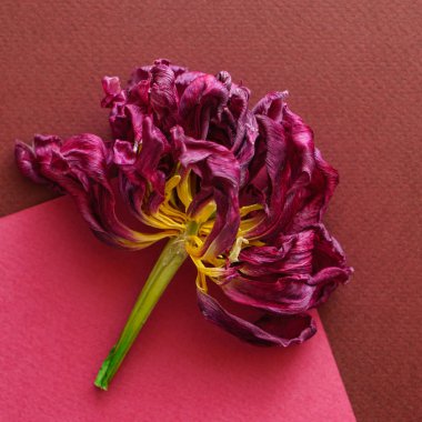 Kurutulmuş lale yakın çekim