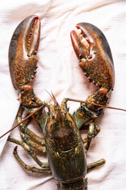 tablo, ham ıstakoz yakın çekim