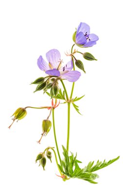 çayır Sardunya izole, yakın çekim