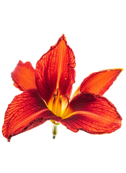 Lily Flower Isolerade Närbild — Stockfoto