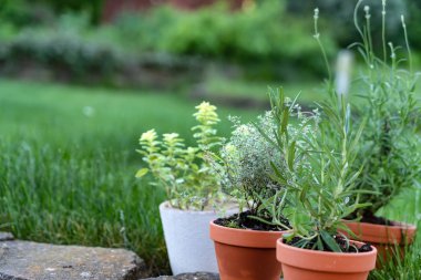otlar büyüyen, tencere yakın çekim