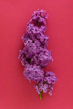 güzel leylak çiçeği, yakın