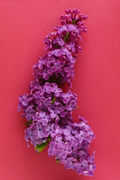 güzel leylak çiçeği, yakın