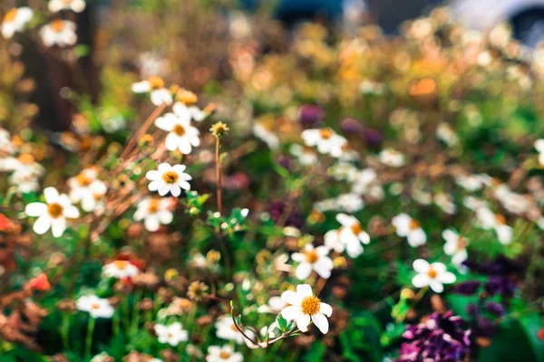 Fiori Autunno Erba Natura — Foto Stock