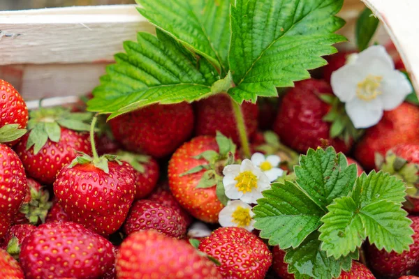 Strawberries Basket Close — Stock Photo, Image