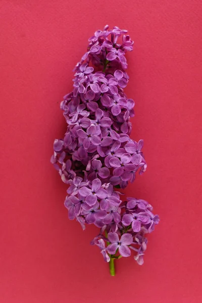 güzel leylak çiçeği, yakın