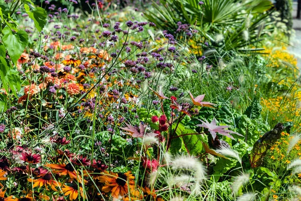 Красивые Цветы Саду Флора — стоковое фото