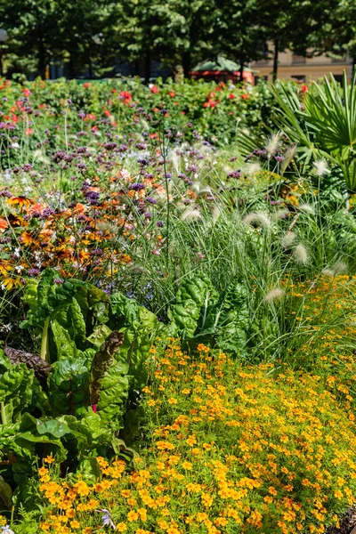 Nice Flowers Garden Flora — Stock Photo, Image